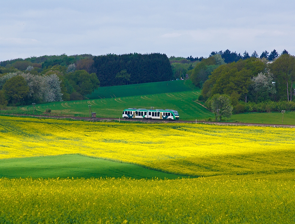 Der VT 268 der vectus (ein Alstom Coradia LINT 41) f�hrt am 10.05.2013 �ber den Oberwesterwald (KBS 461), hier kurz vor Hachenburg.
Er f�hrt als RB 28 die Strecke Au/Sieg-Altenkirchen-Hachenburg-Westerburg-Limburg/Lahn.
Der Triebwagen mit den NVR-Nummern 95 80 0648 167-4/667-3 D-VCT wurde 2004 bei ALSTOM LHB unter der Fabrik-Nummer 1188-017 gebaut.