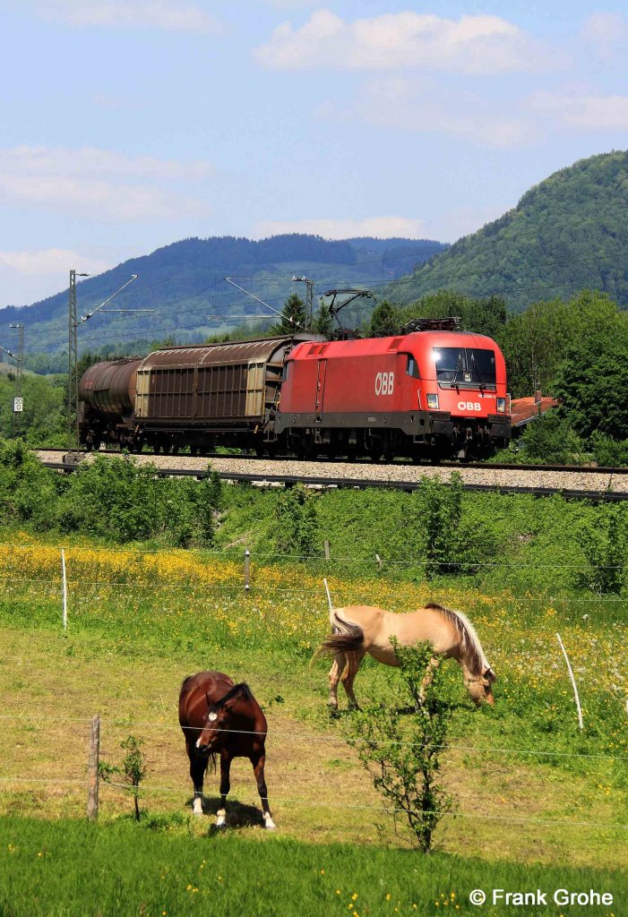 Ein Stier mit 2 Wagen und 2 zus�tzlichen Pferdest�rken! --> 
�BB 1016 047-1 mit �berf�hrung Richtung Kufstein, KBS 950 M�nchen - Kufstein, fotografiert bei Fischbach am Inn am 14.05.2012