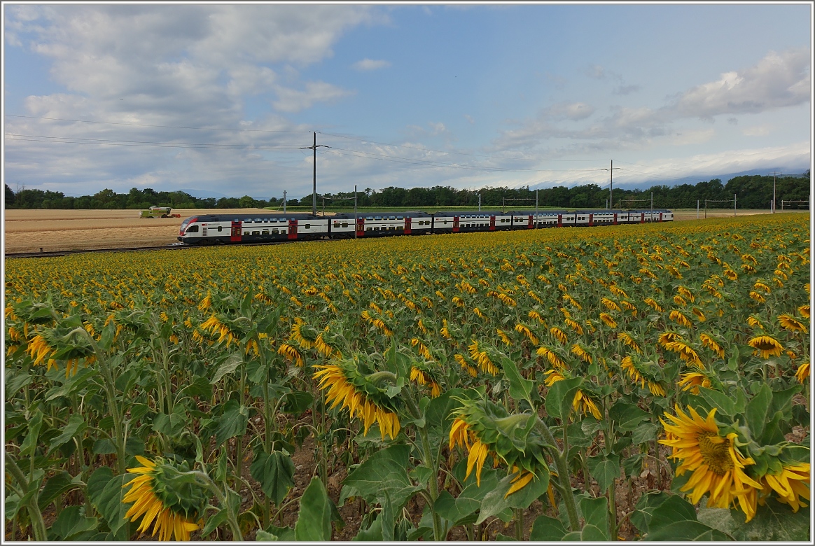 Ein sechsteiliger RABe 511 als Regioexpress auf der Fahrt nach Genf bei Allaman.
(08.07.2015)