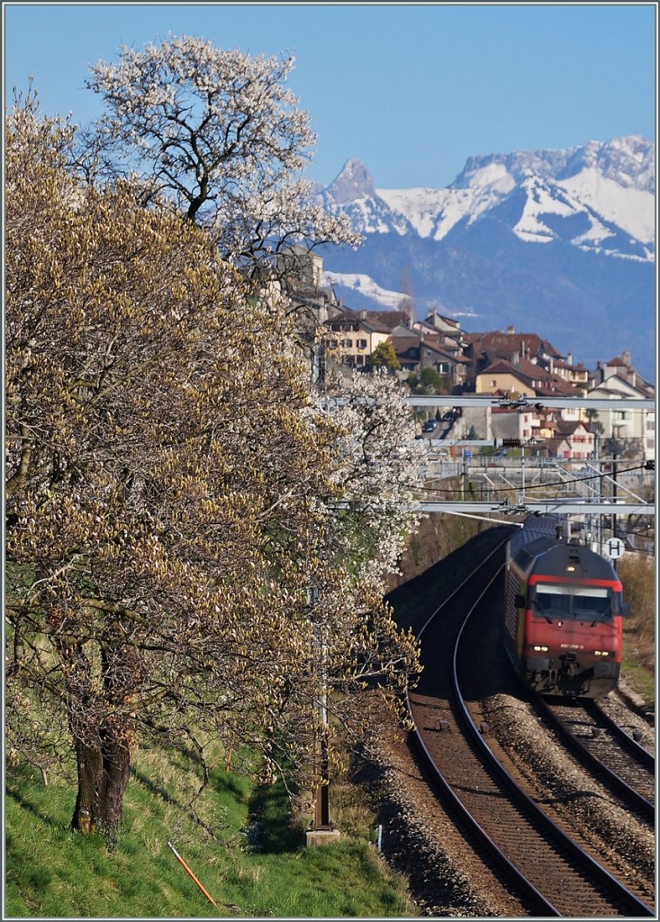 Erfreulich fruhe Frühlingsboten am  Kleinen See . 
Zwischen St- Saphorian und Rivaz, den 7. März 2014