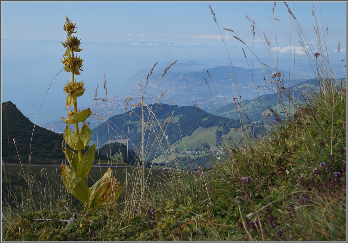 Obwohl es auf dem Bild sicher mehrer fahren ist allein das entdecken eines Zugs schon nicht einfach.
Blick vom Rochers de Naye auf die Riviera.
4. Sept. 2014