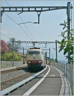 Angenehm  überrascht wurde beim Warten in St-Saphorin der wunderschönen 103 184-8 die mit einem  TEE  Zug in Richtung Lausanne fuhr. Leider war die DB 103 184- nur wenige Jahre mit TEE-Sonderzügen in der Schweiz unterwegs, da die Änderung der Sicherheitsvorrichtungen (Zugbeeinflussung) dann doch finanziellen Möglichkeiten nicht mehr zu rechtfertigne schien.  

26. April 2011