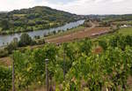 Oben am Grutenh�uschen zwischen Wasserbilligerbr�ck und Igel reifen die Trauben, w�hrend unten im Moseltal ein CFL KISS vorbeif�hrt auf seiner Reise von Luxembourg Gare Centrale nach Koblenz Hbf.