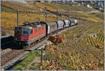Die SBB Re 4/4 II 11183 mit einem kurzne Güterzug zwischen Grandvaux und Bossière auf der Fahrt Richtung Lausanne.