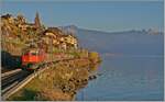 In der von der hinter meinem Rücken langsam untergehend Sonne schon etwas rot gefärbten Landschaft des Lavaux ist die SBB Re 4/4 II 11294 (Re 420 294-1)  100 Jahre Zirkus Knie  mit einem Güterzug auf dem Weg in Richtung Lausanne. 15. November 2024