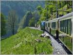 Zuerst die schlechte Nachricht: Auf der Strecke des Goldenpass haben die Arbeiten begonnen und die neuen Masten stehen schon teilweise neben den sch�nen alten.